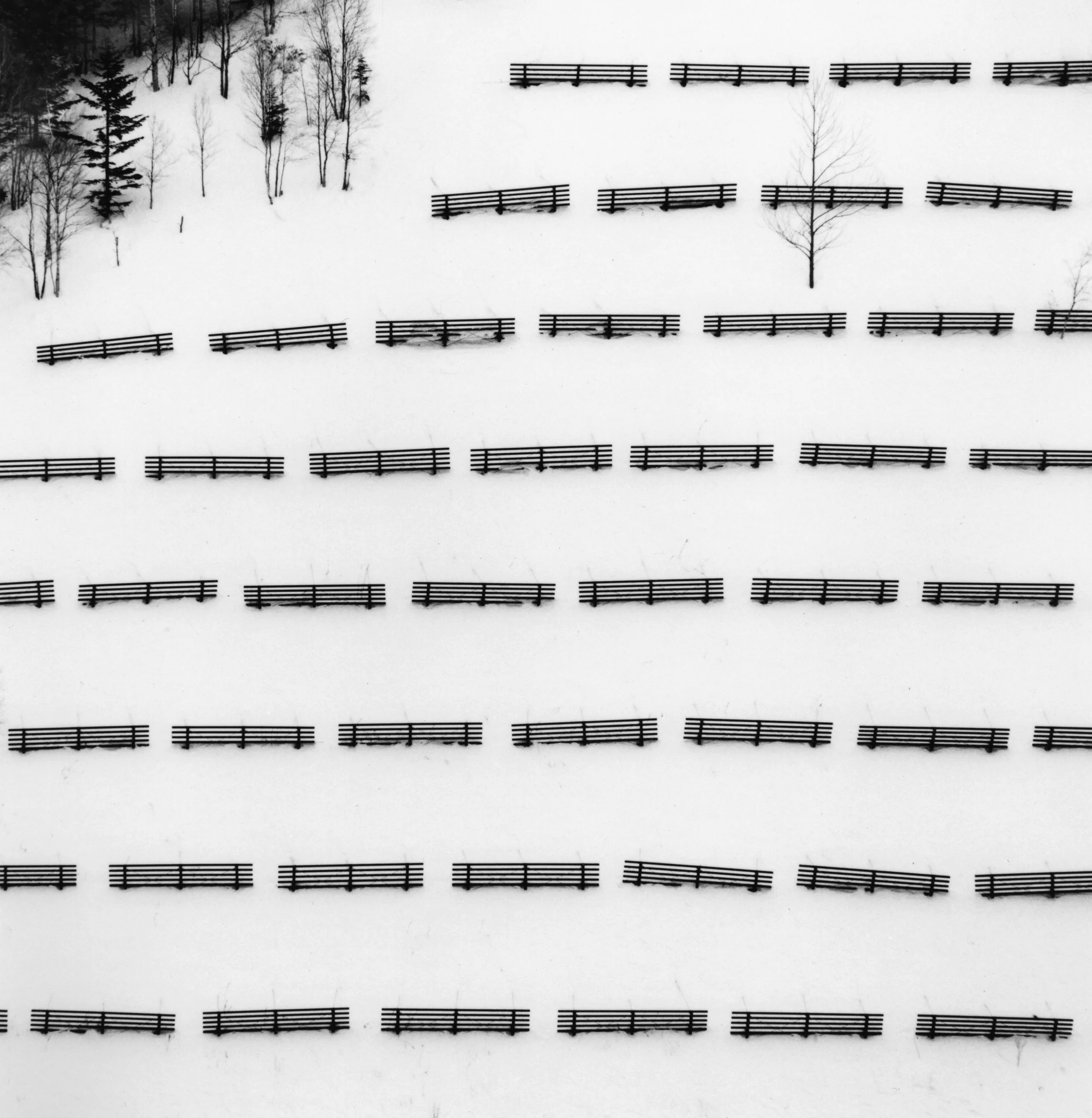 fifty fences.jpg
