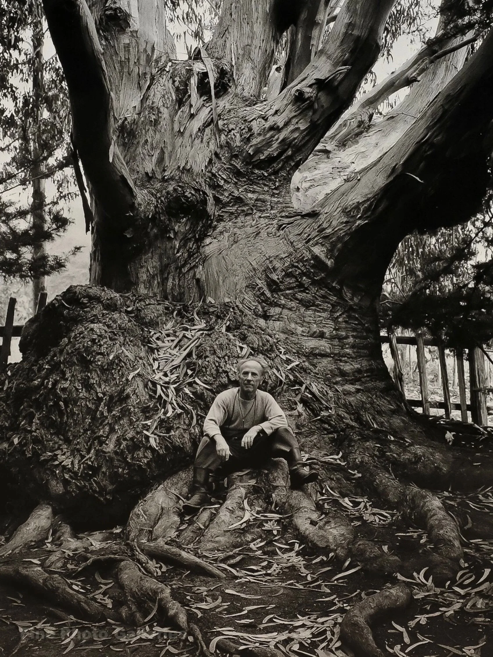 Happy Father&rsquo;s Day GP! &ldquo;Edward Weston&rdquo; by Ansel Adams made in 1945&hellip;#happyfathersday #edwardweston #anseladams #favoritetree #iykyk