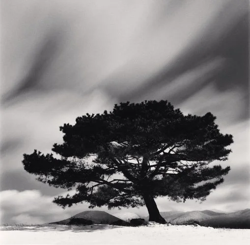 Pine Tree and Snow Clouds-Goseong-ri Jeju City-South Korea-2025-weston-gallery-carmel-michael-kenna.jpg