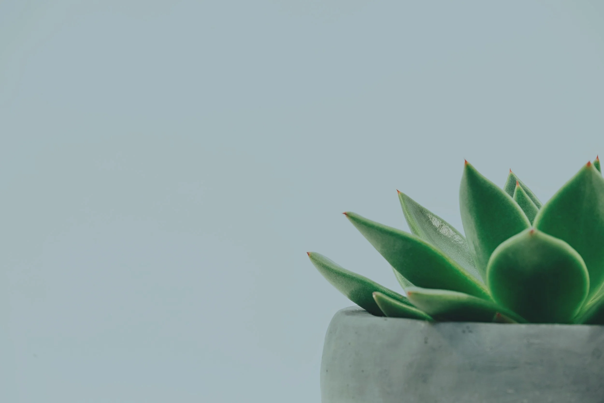 botanical-cactus-close-up-305821.jpg