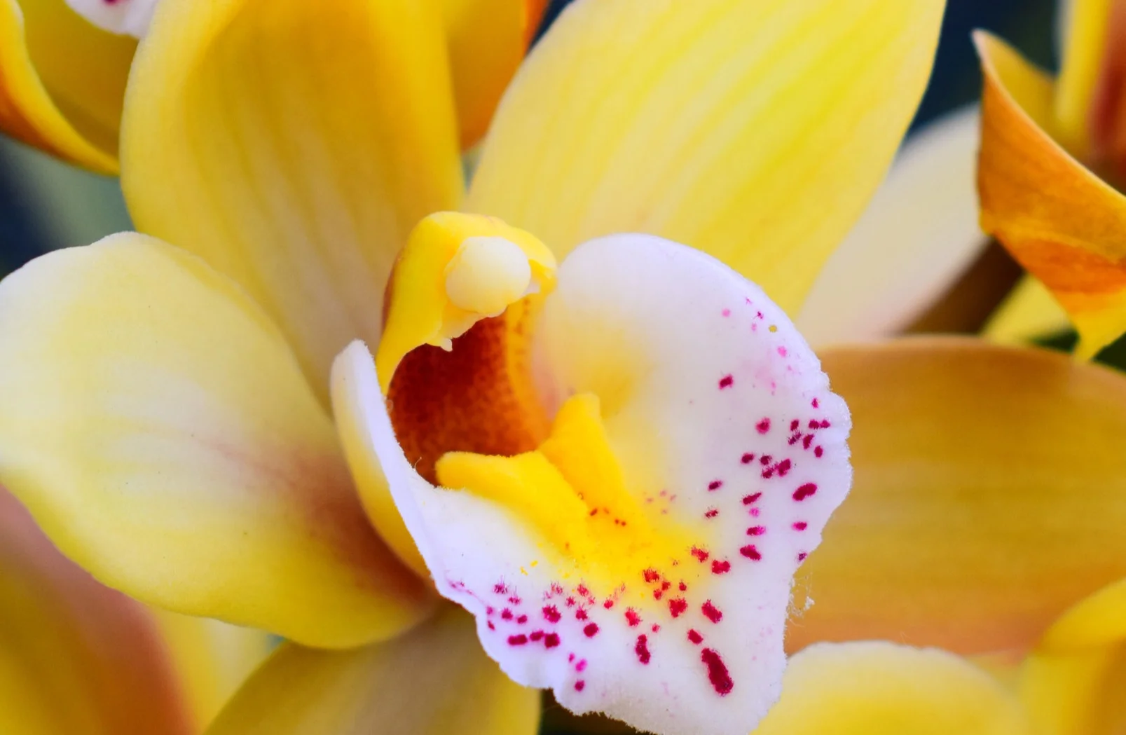 What is the difference between a Healing and a Cure?