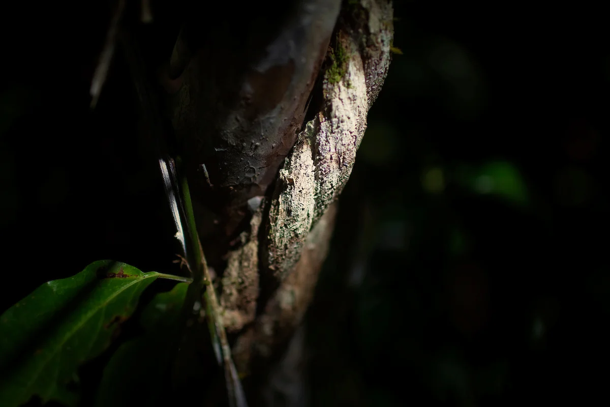 20130913_Ayahuasca_Peru__2067.jpg