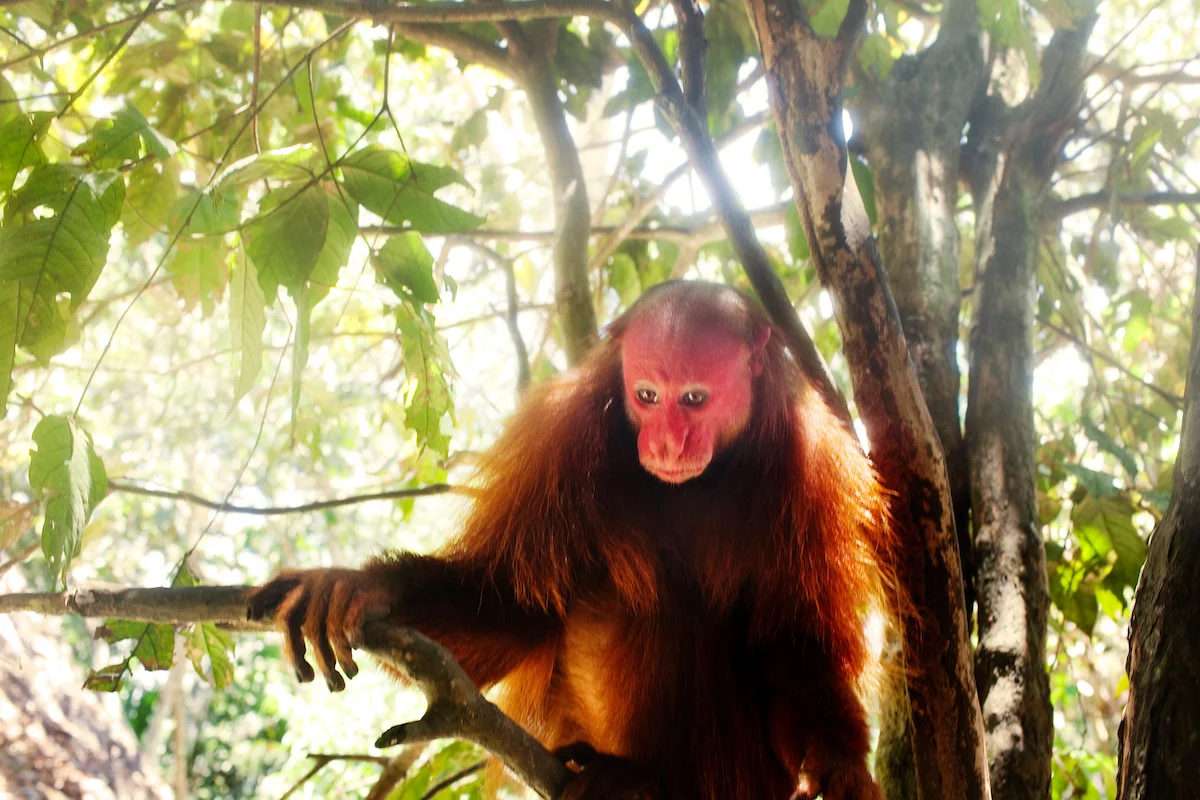 20130914Ayahuasca_Peru_2354.jpg