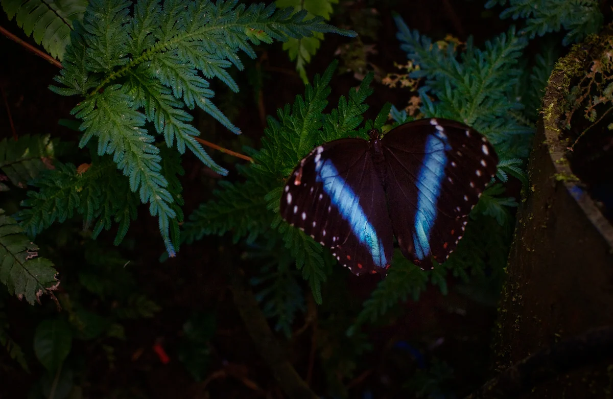 20130914Ayahuasca_Peru_2186.jpg