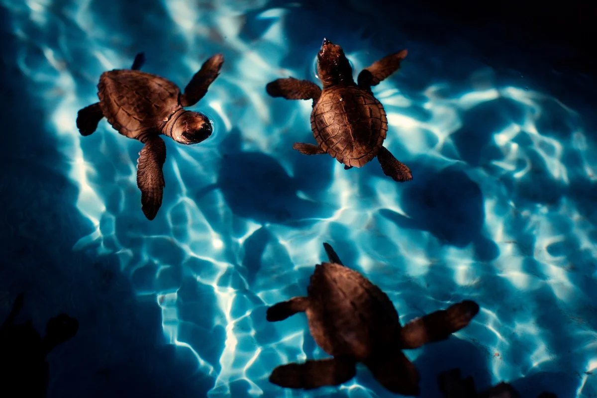 20120216__NEON_SeaTurtle__0074.jpg