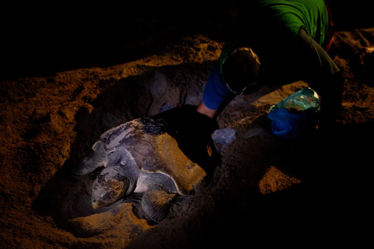 20120216__NEON_SeaTurtle__0678.jpg