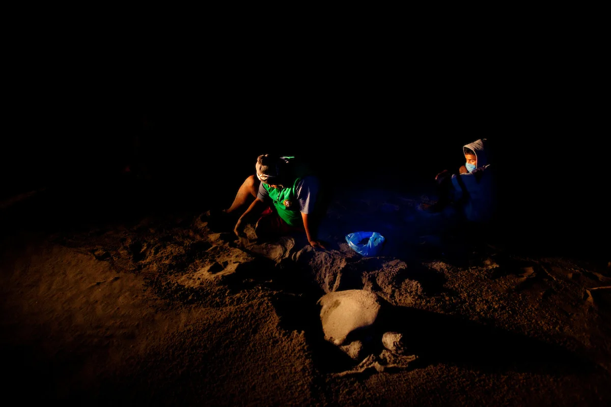 20120216__NEON_SeaTurtle__0895.jpg