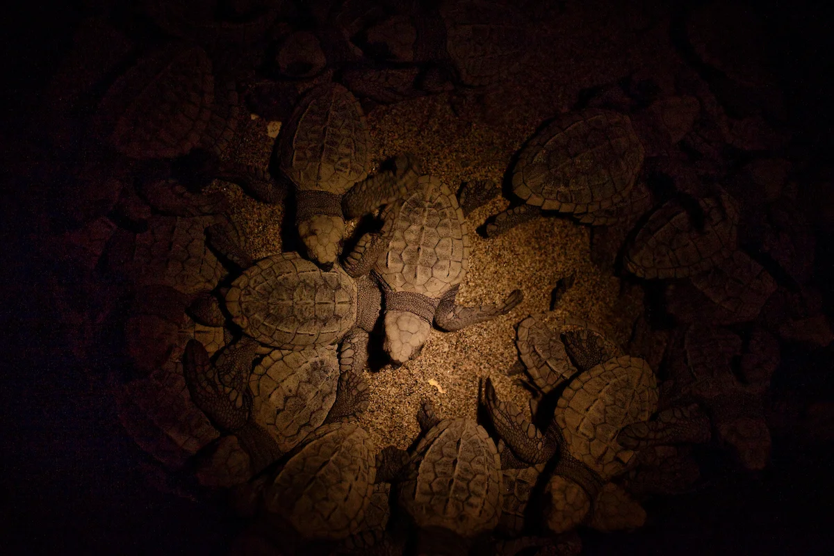 20120216__NEON_SeaTurtle__1004.jpg