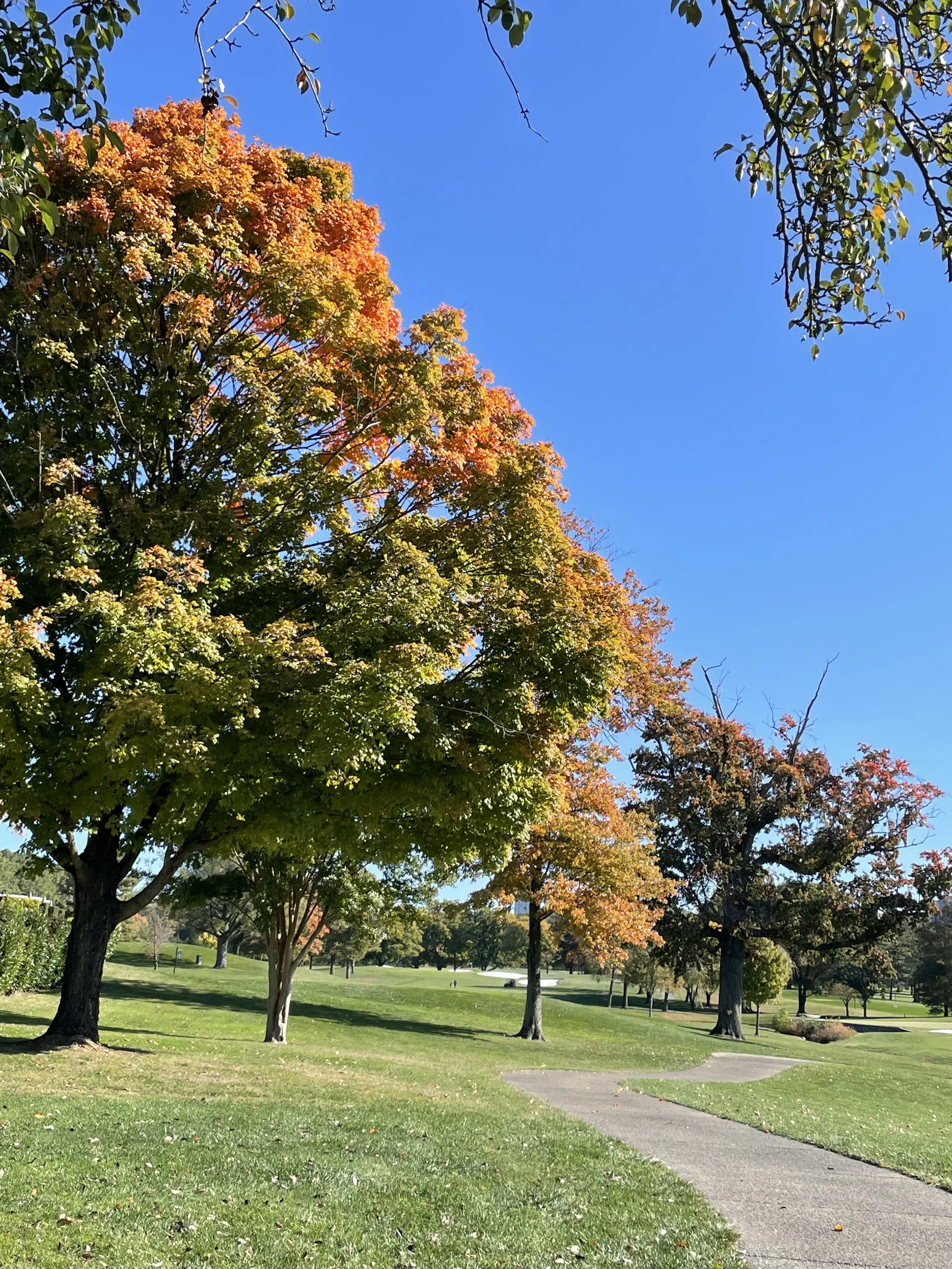 Fall leaves, a good lesson