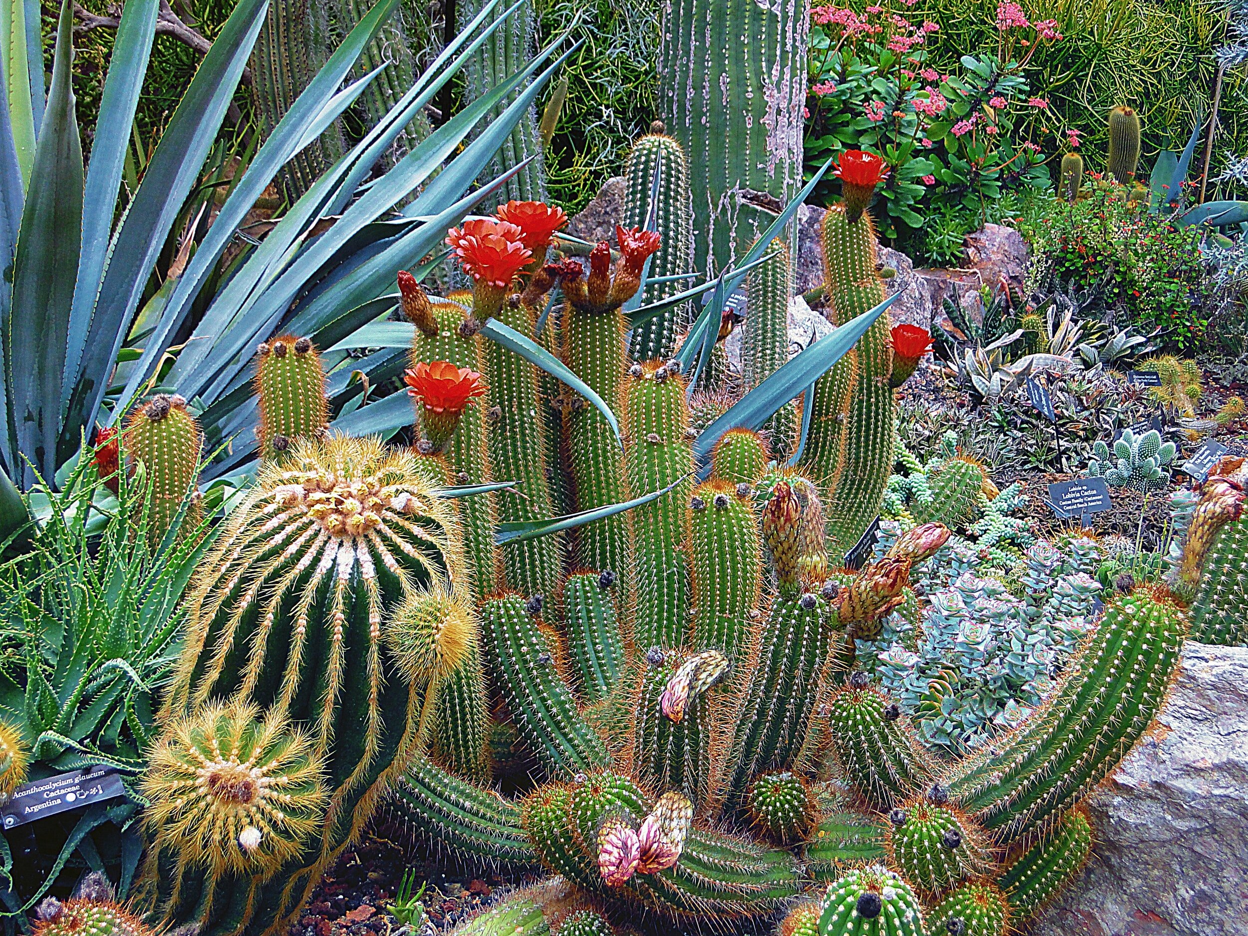 desert-cactus-garden-in-bloom.jpeg