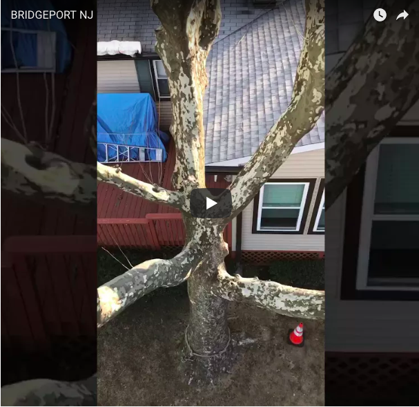 Bridgeport, NJ Tree Removal
