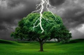 Lightening strikes Poplar