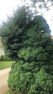 "Franken-Spruce"