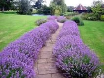 Boarder plants