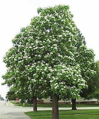 THE BEAUTY OF THE CATULPA TREE