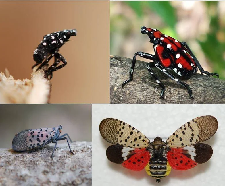 spotted lantern fly.jpg