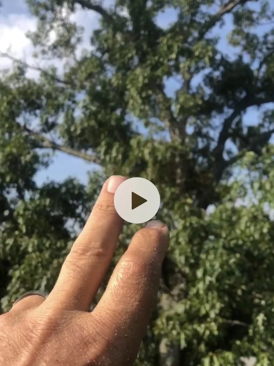 A Tree respond positively to treatment for Bacterial Leaf Scorch