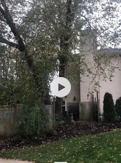 A View From The Field - Right Tree Right Space