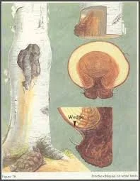 Tree Compartmentalizing a Wound