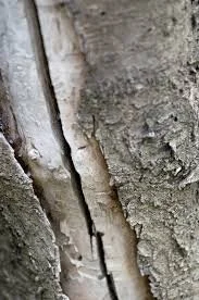 Tree fissure