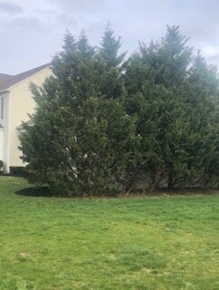 Steer clear of planting the same tree specie in a border row