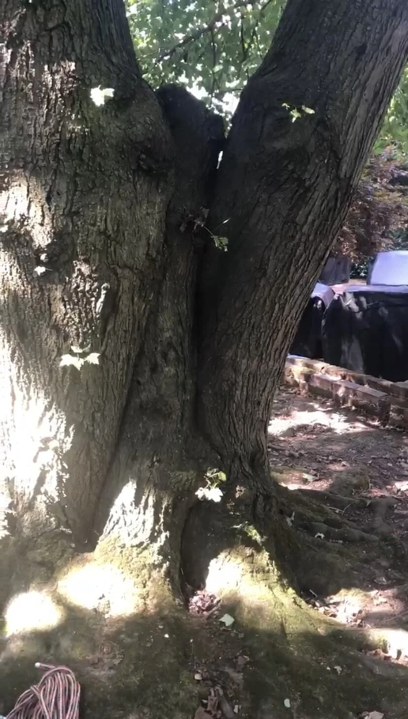 Saving a Client's only tree in the back yard- Red Maple