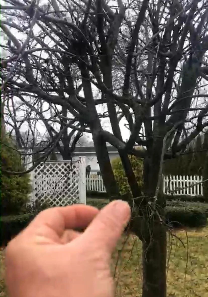 Grafted Weeping Cherry Tree