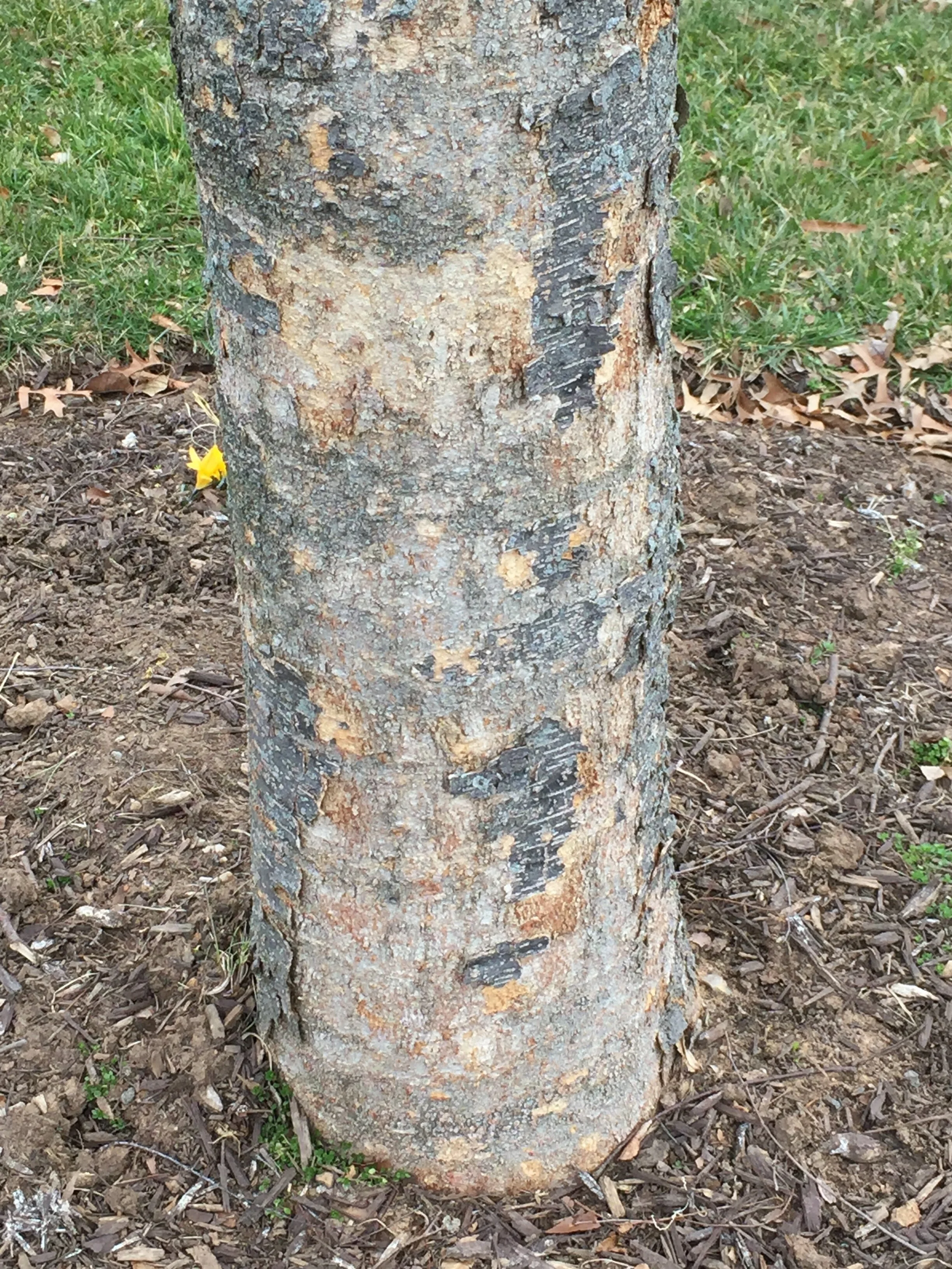 ZELKOVA TREE SHEDDING