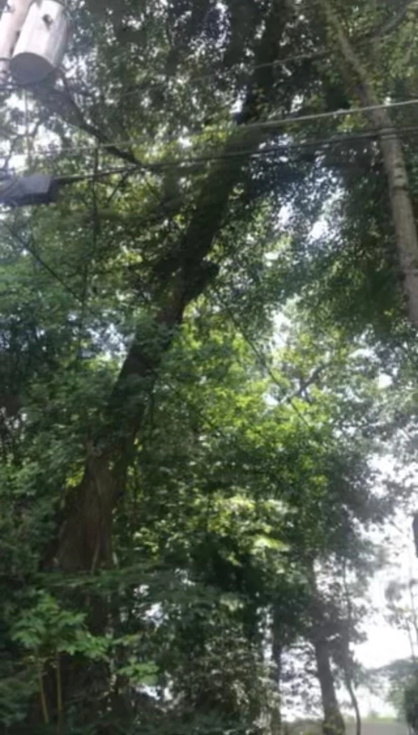 TREE RISK ASSESSMENT 6/8 PART 2 - USING RESISTOGRAPH
