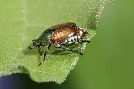 japanese beetle.jpg