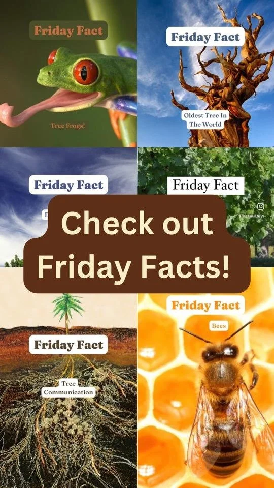 DON'T MISS A FRIDAY FACT!