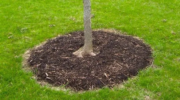 Proper Planting Depth (pardon the camera angle!)