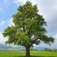 SOME TREES ARE LATE BLOOMERS