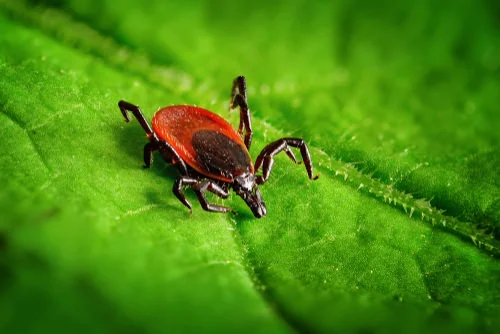 tick-control.jpg