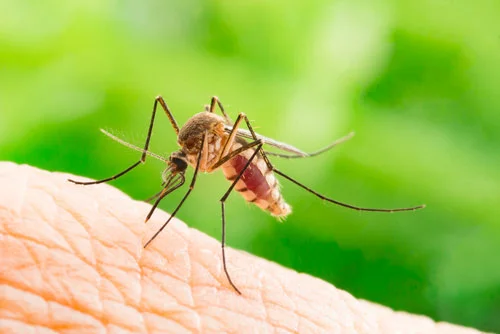 mosquito-control.jpg