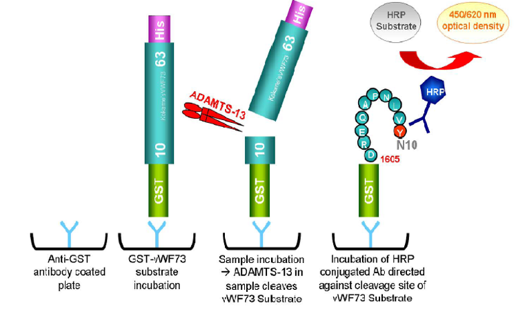 TTP & MAHA — HaemBase