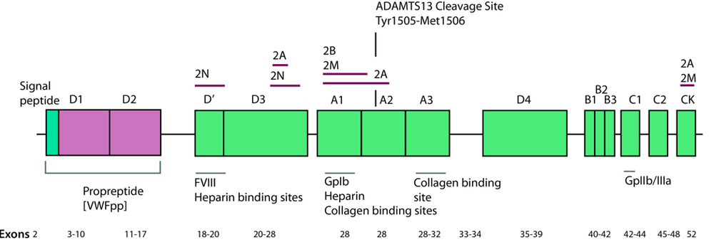 Von Willebrand — HaemBase
