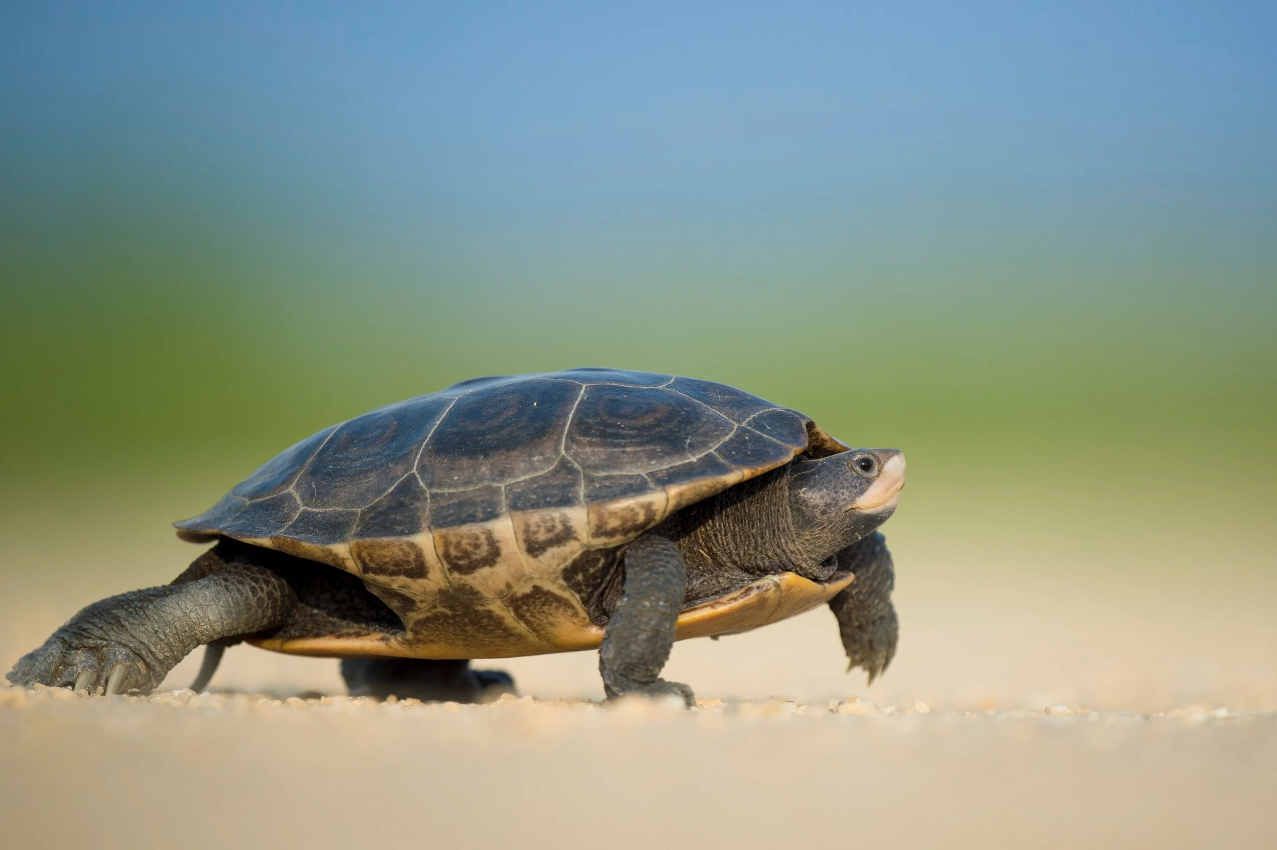 Run, Walk or Crawl