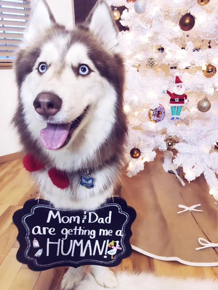 This picture was SO hard to get. I wanted Atlas to be in the snow and have the sign around his neck but WOW it was way harder than I anticipated haha.