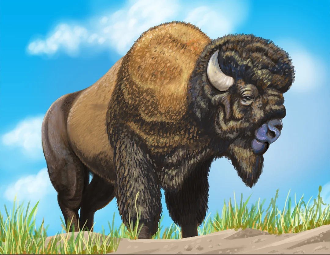 Bison Quick Study