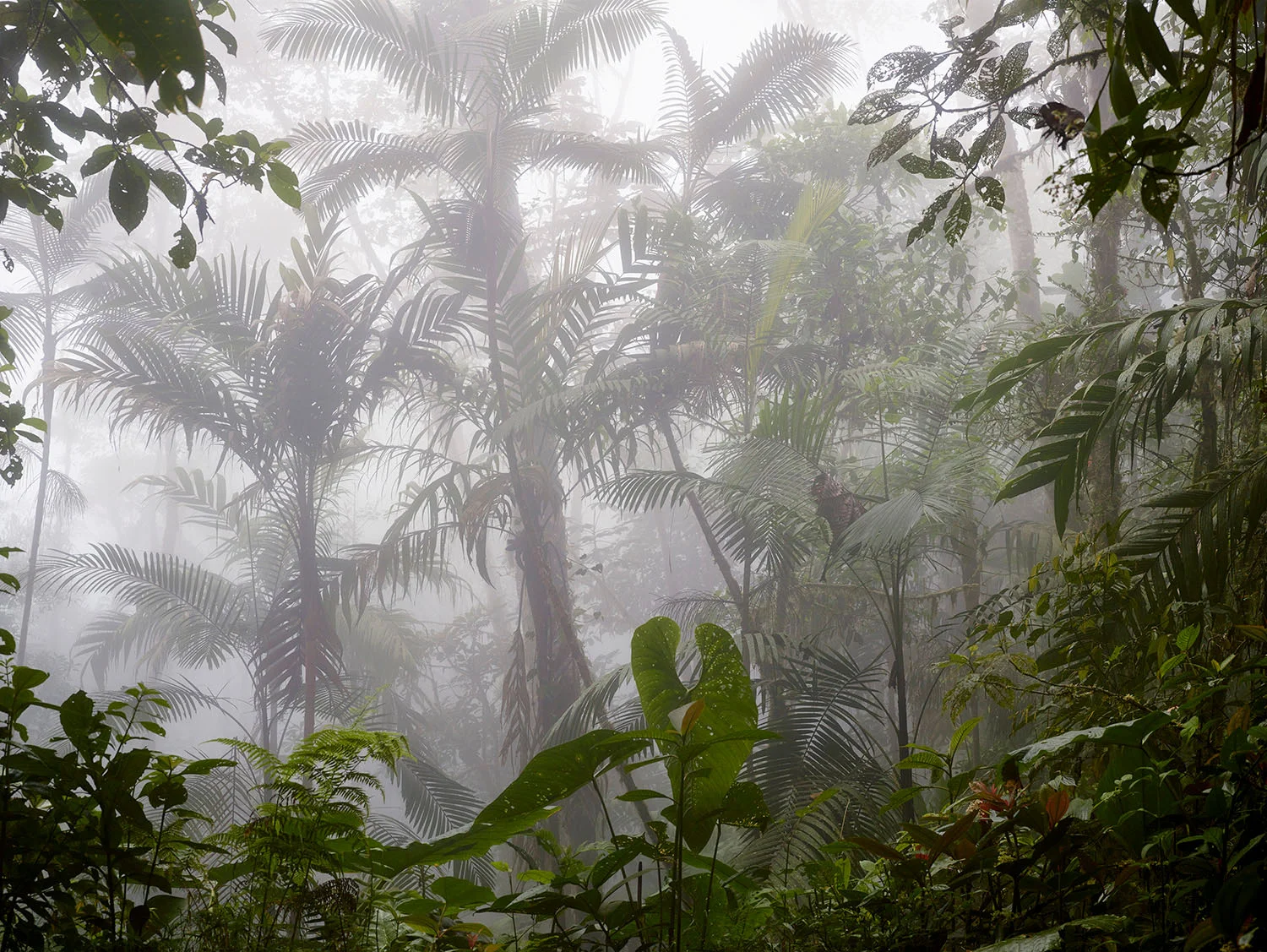 Montezuma, Colombia, 38”x50”, 2018
