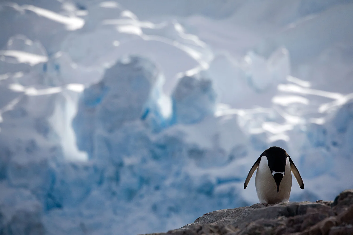 Gentoo with Glacier, Antarctic Peninsula - A Penguin’s Life