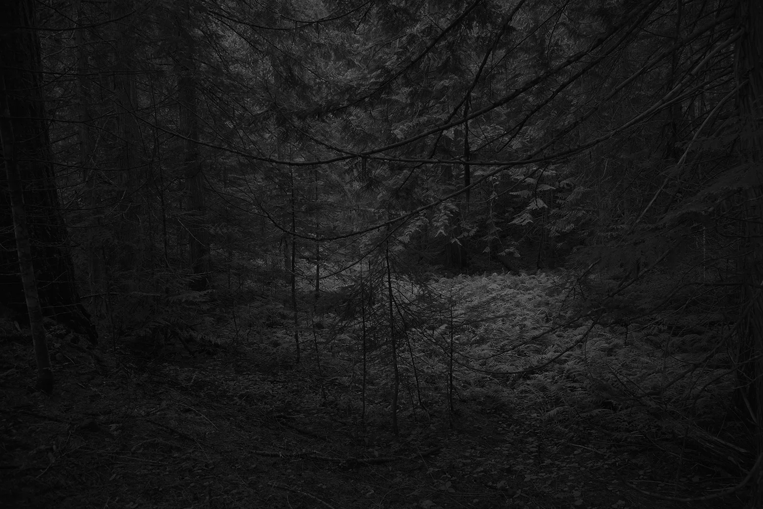 Silence, from the series The Forest