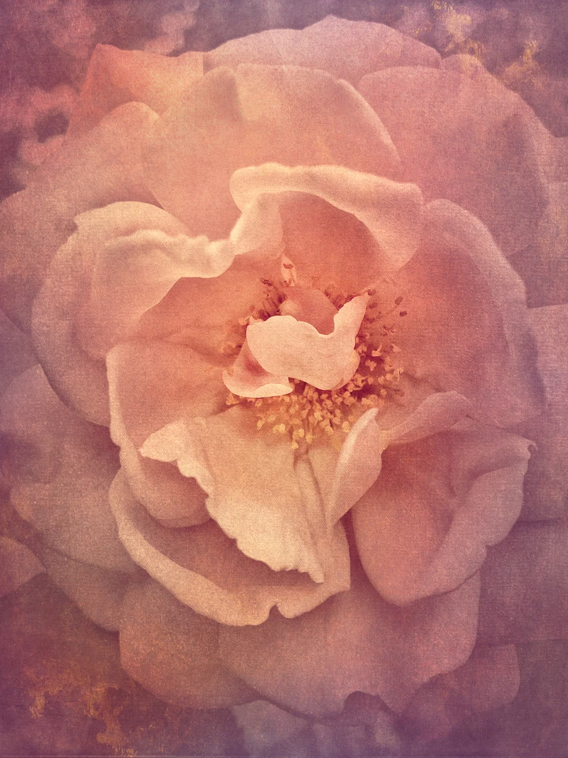 Tudor Rose