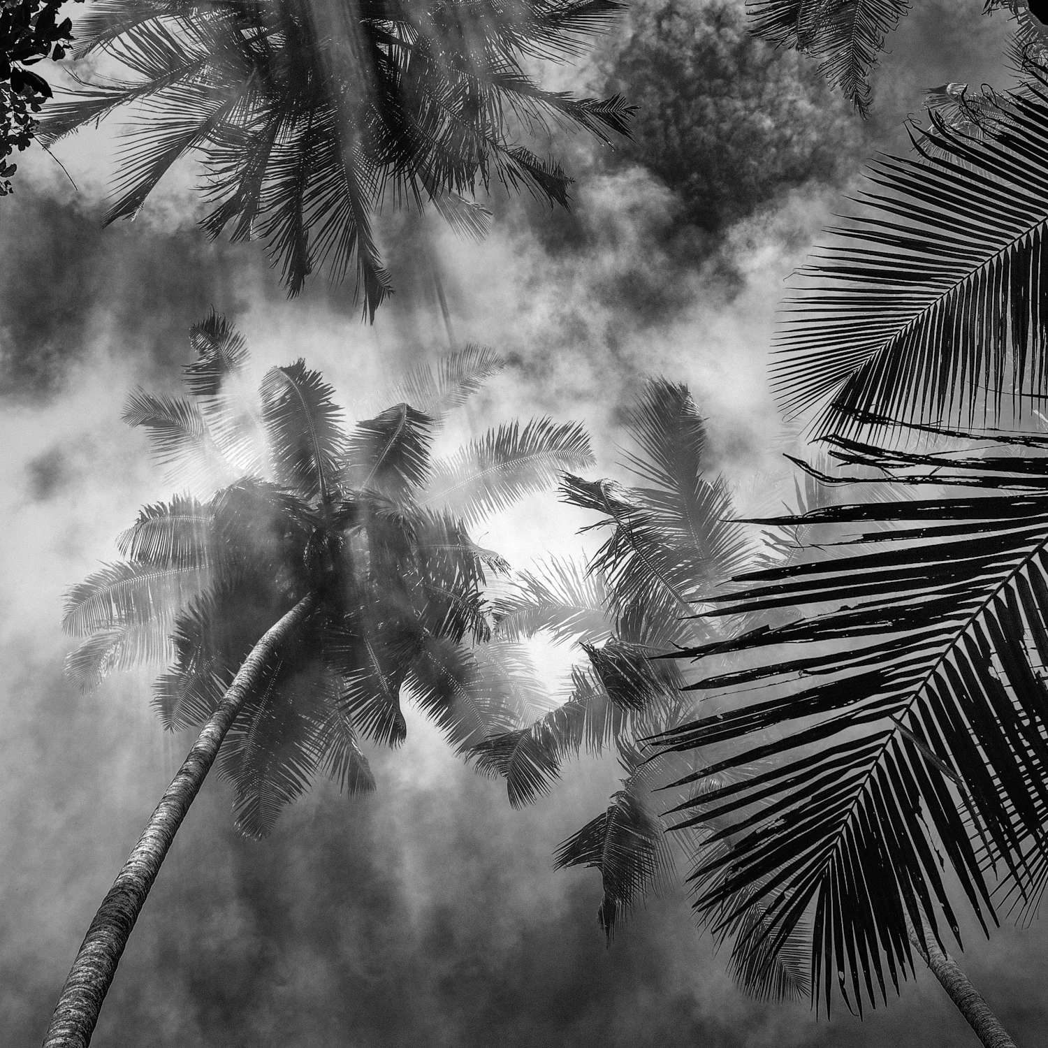 Coco Trees