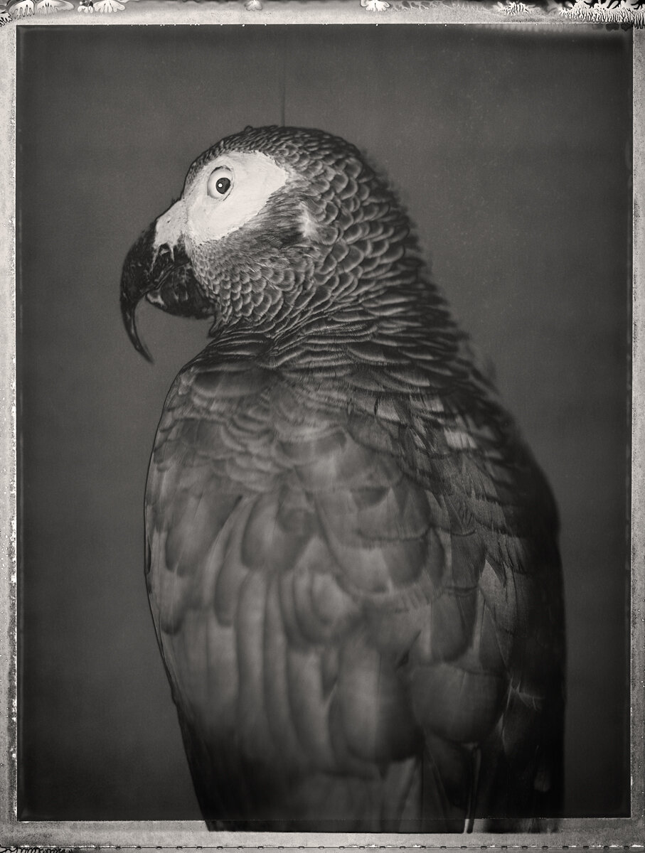 African Grey Parrot, Psittacus erithacus