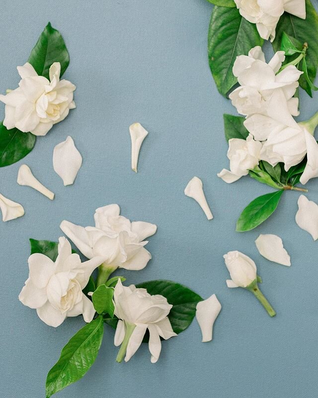 We discovered we had a gardenia bush growing on the side of our house. My boy brought me a flower and I was so excited I yelled, &ldquo;WHERE DID YOU FIND THIS!?&rdquo; It&rsquo;s the little things, friends. My kitchen smells heavenly with these bloo