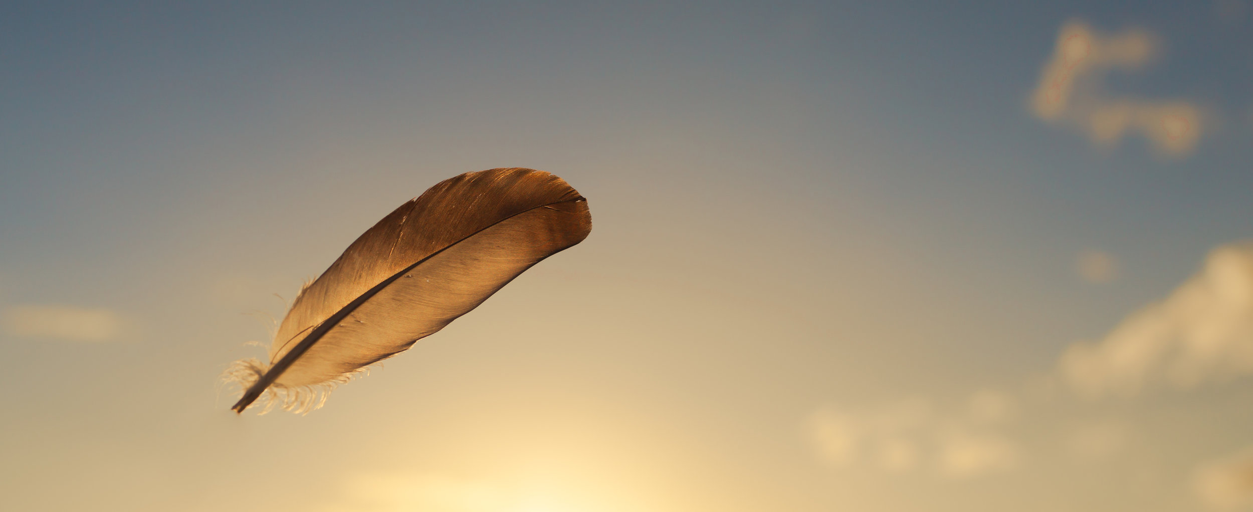 feather.jpg