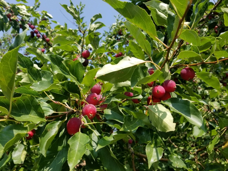 Dolgo Foraging