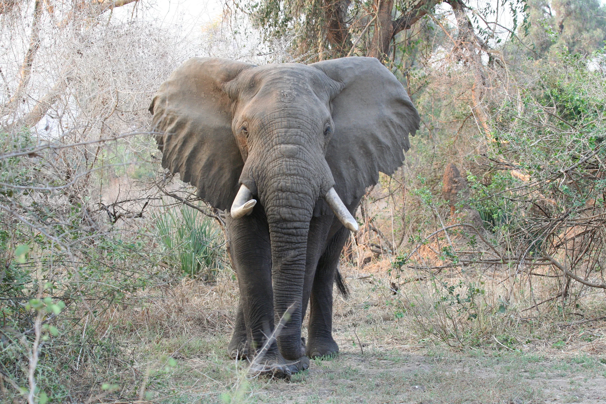 Stately older bull elephant